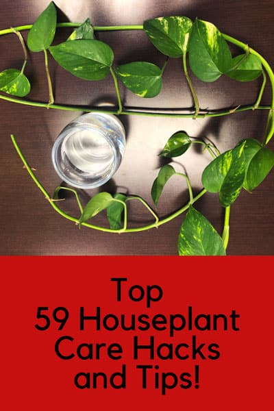 houseplant-care-hacks-tips