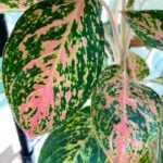 Aglaonema (Chinese Evergreen): The ULTIMATE Care Guide! pink-aglaonema