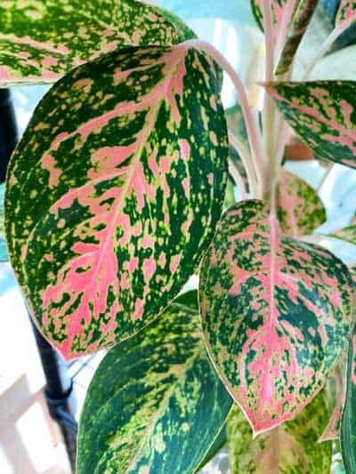 pink-aglaonema