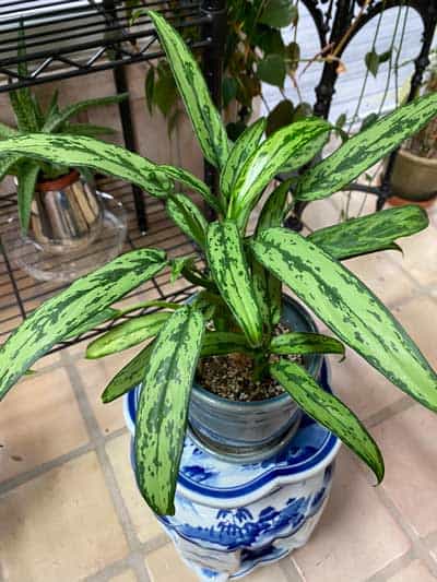 aglaonema-cutlass