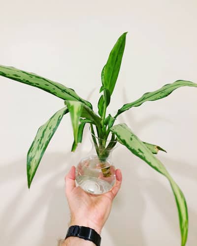 aglaonema-cutting-propagation