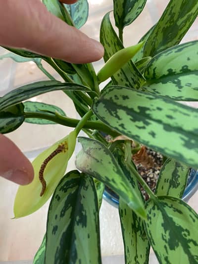 aglaonema-flower-cut-off