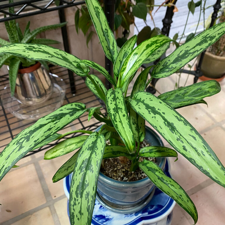 Aglaonema (Chinese Evergreen):  The ULTIMATE Care Guide!