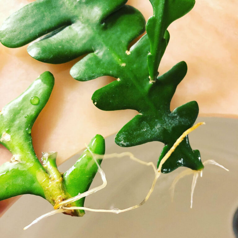 Fishbone Cactus:  How to Propagate & Care for Ric Rac Cactus