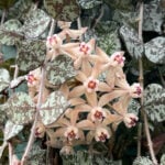 featured-hoya-curtisii-flower