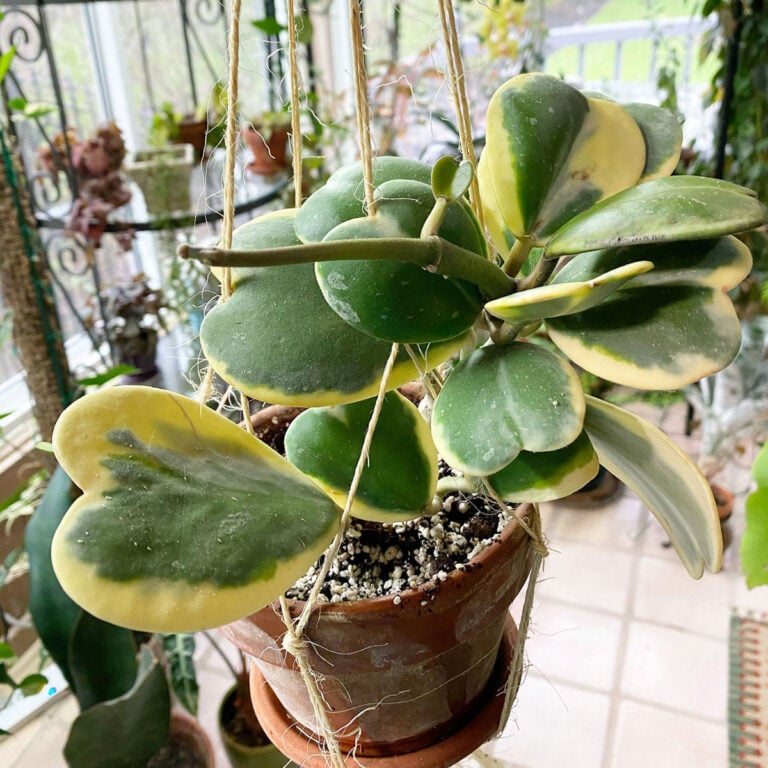 Hoya Kerrii Care:  Expert Grow Tips and 1 Trap to AVOID!