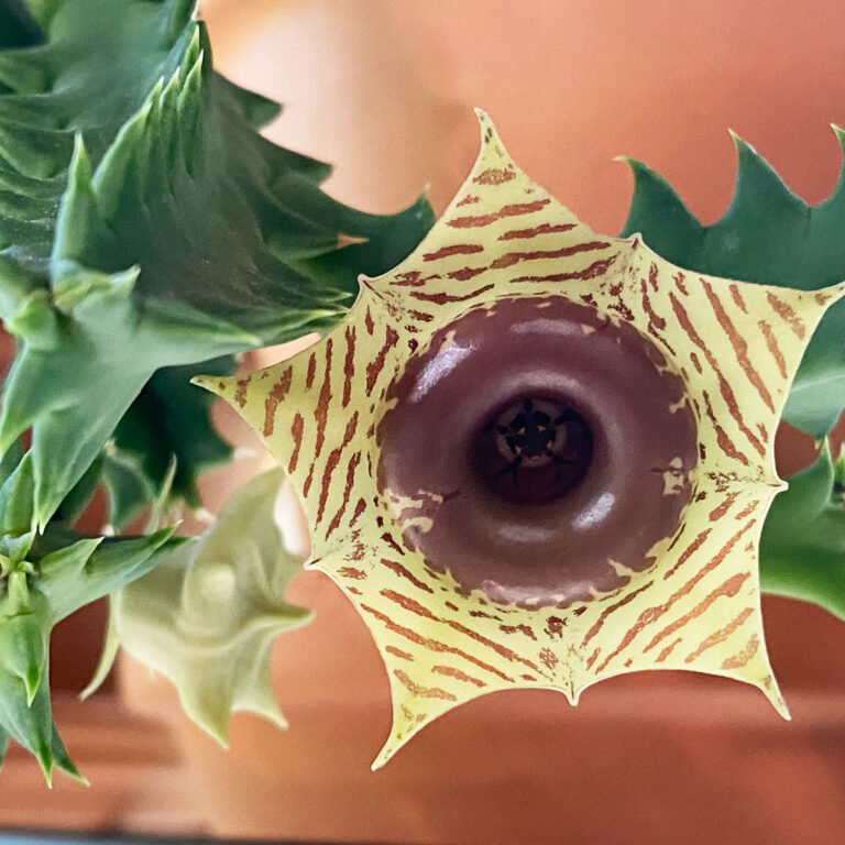 Huernia Zebrina:  How to Grow the Incredible Lifesaver Cactus