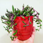 Othonna Capensis: Your Ruby Necklace Plant Care Guide featured-othonna
