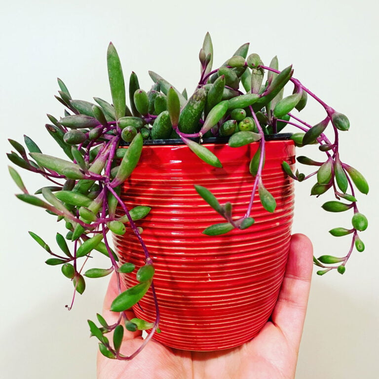 Othonna Capensis:  Your Ruby Necklace Plant Care Guide