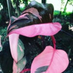 Philodendron Pink Princess Propagation: 3 Easy Methods! featured-pink-princess-seed-featured