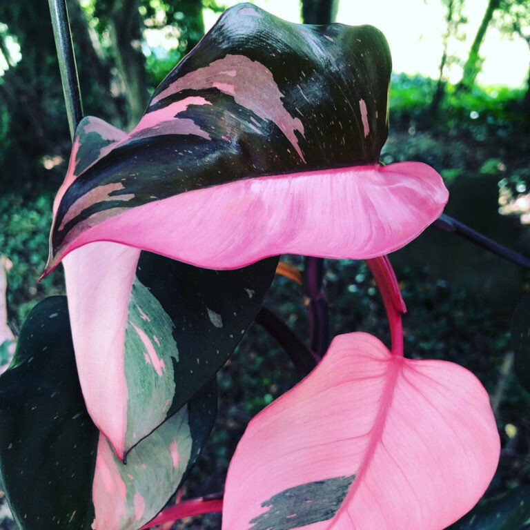 Philodendron Pink Princess Propagation:  3 Easy Methods!