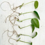 featured-where-to-cut-pothos-to-propagate-5