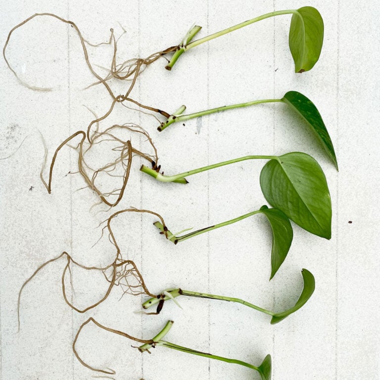 Pothos Not Rooting?  Top 10 Secrets Why You're Failing