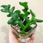 Fishbone Cactus: How to Propagate & Care for Ric Rac Cactus fishbone-cactus-propagation