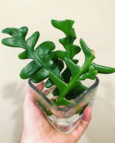 Fishbone Cactus: How to Propagate & Care for Ric Rac Cactus