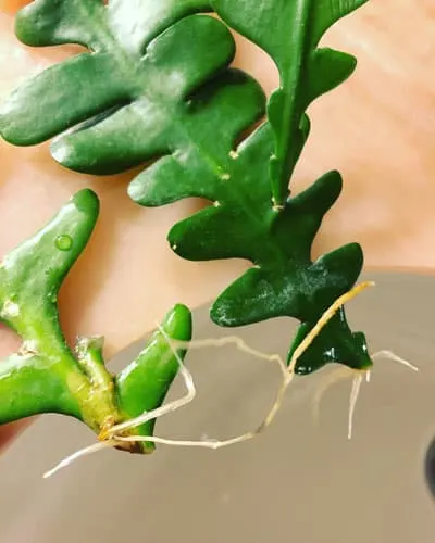 fishbone-cactus-propagation