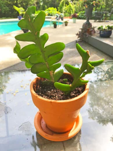 Propagating Ric Rac Cactus Fishbone Cactus: How to Propagate & Care for Ric Rac Cactus