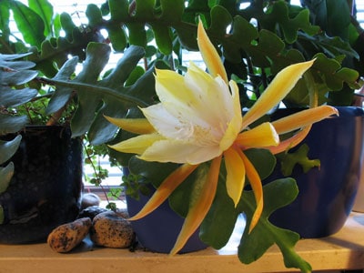 epiphyllum-anguliger