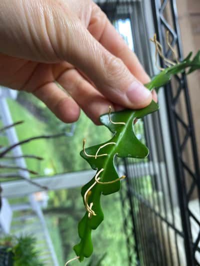 fishbone-catus-aerial-roots