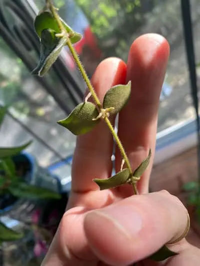 hoya-curtisii-propagation