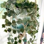 Hoya Curtisii: Expert Care and Propagation Tips hoya-curtisii-care