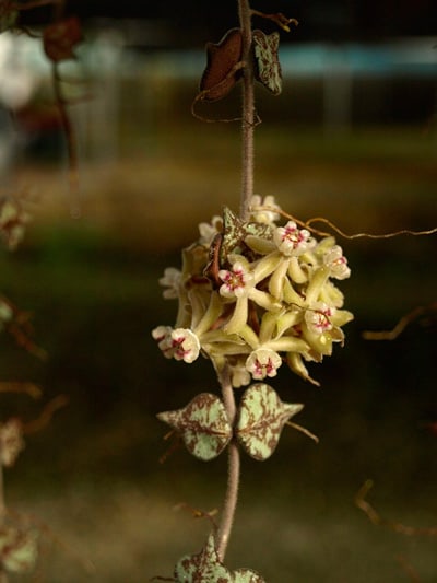 hoya-curtisii-care