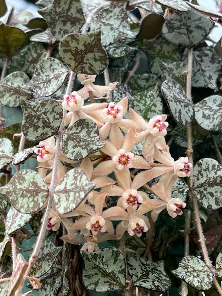 hoya-curtisii-flower