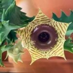 Huernia Zebrina: How to Grow the Incredible Lifesaver Cactus lifesaver-cactus-flower
