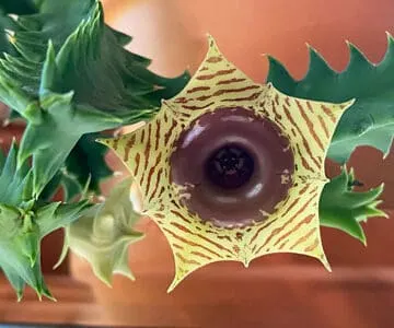 lifesaver-cactus-flower