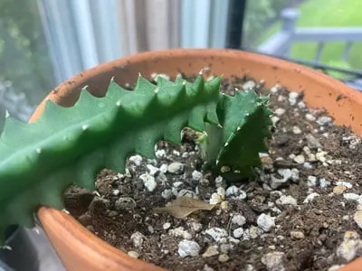 lifesaver-cactus-propagation