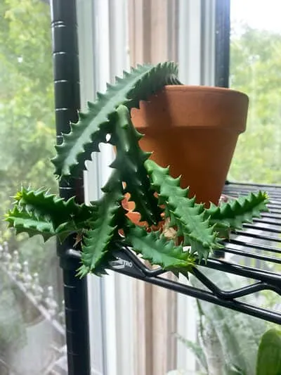 lifesaver-cactus-plant