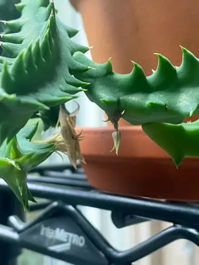  Lifesaver Huernia Zebrina, confusa Phillips, Starfish Stapelia  Plant Known as Starfish Cactus, Live in a 4 inch Pot by BubbleBlooms