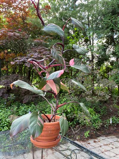 philodendron-erubescens-pink-princess