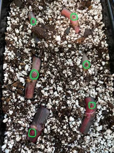 pink-princess-stem-cuttings