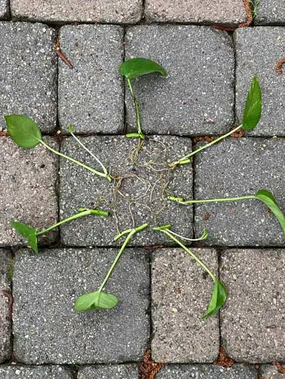 pothos propagation