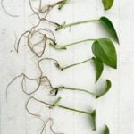 Pothos Not Rooting? Top 10 Secrets Why You're Failing pothos propagation