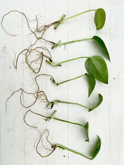 pothos propagation