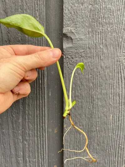 pothos propagation