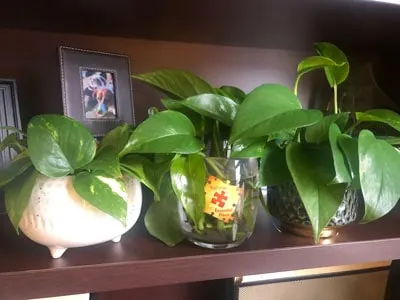 pothos propagation