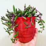Othonna Capensis: Your Ruby Necklace Plant Care Guide ruby-necklace