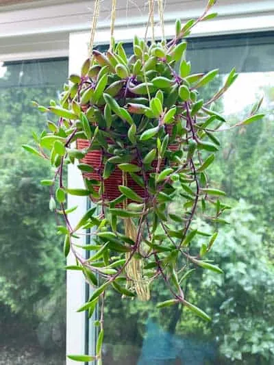 Othonna capensis 'Ruby Necklace' - 2