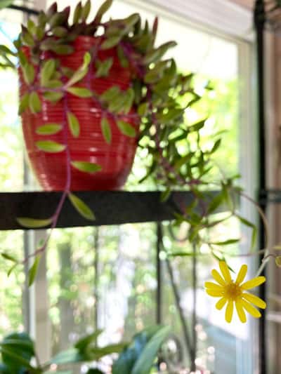 ruby-necklace-flower