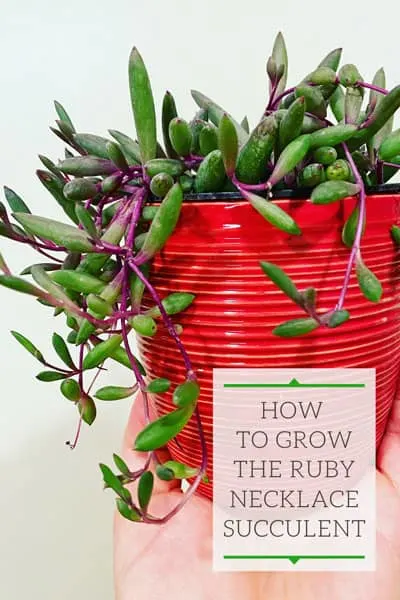 F10-Foliage/Houseplants 4p! Ruby Necklace String Succulent /Tropical -  Bates Nursery & Garden Center