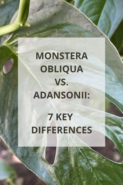 monstera-obliqua-vs-adansonii
