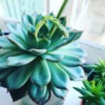 Echeveria Hercules - 5 Essential Care and Propagation Tips echeveria-hercules-1