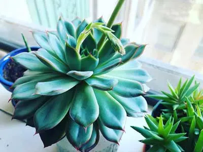 echeveria-hercules-1