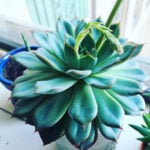 featured-hercules-echeveria