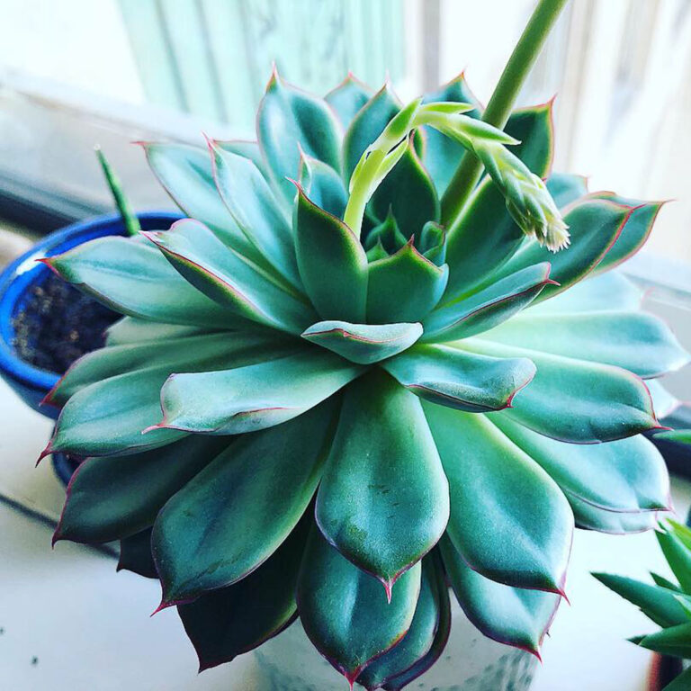 Echeveria Hercules - 5 Essential Care and Propagation Tips