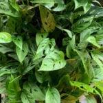 featured-monstera-adansonii-1
