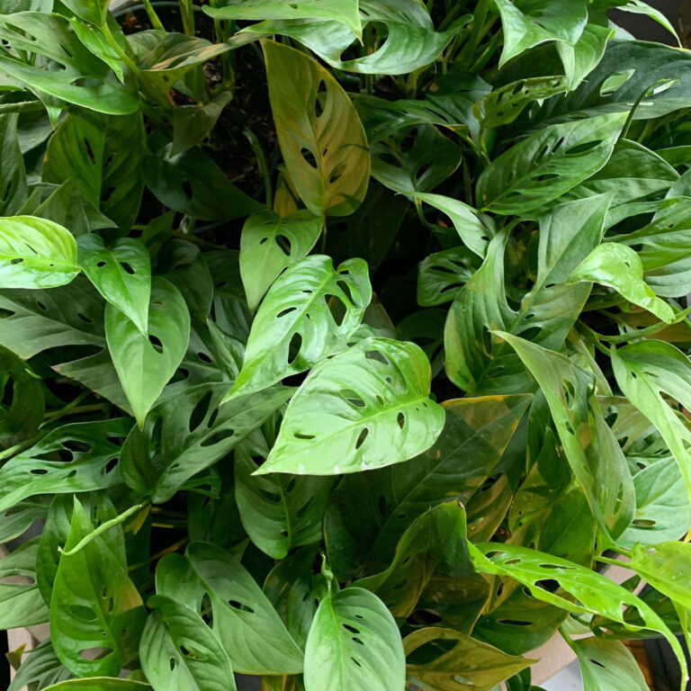 Monstera obliqua vs. adansonii:  7 Critical Differences
